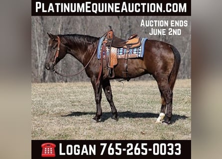 American Quarter Horse, Wallach, 8 Jahre, 155 cm, Grullo