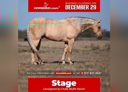 American Quarter Horse, Wallach, 8 Jahre, 155 cm, Palomino