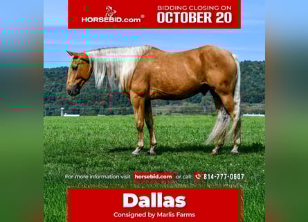 American Quarter Horse, Wallach, 8 Jahre, 155 cm, Palomino