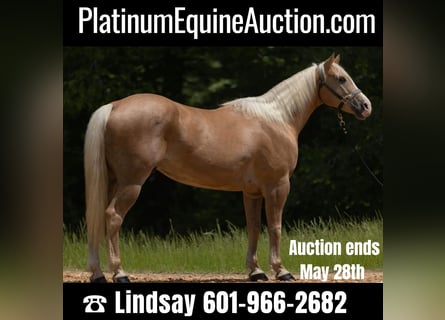 American Quarter Horse, Wallach, 8 Jahre, 155 cm, Palomino