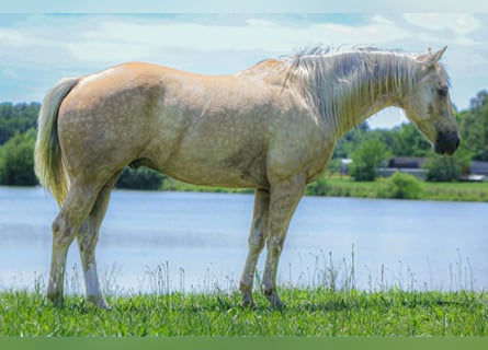 American Quarter Horse, Wallach, 8 Jahre, 155 cm, Palomino