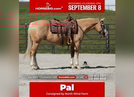 American Quarter Horse, Wallach, 8 Jahre, 155 cm, Palomino