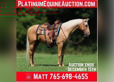 American Quarter Horse, Wallach, 8 Jahre, 155 cm, Palomino