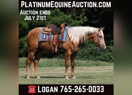 American Quarter Horse, Wallach, 8 Jahre, 155 cm, Palomino