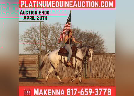 American Quarter Horse, Wallach, 8 Jahre, 155 cm, Rappe