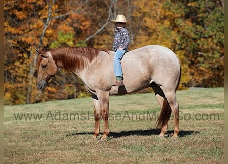 American Quarter Horse, Wallach, 8 Jahre, 155 cm, Roan-Red