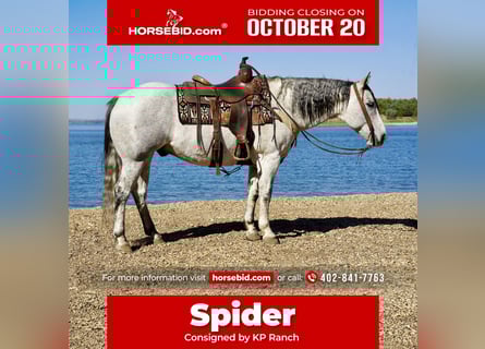 American Quarter Horse, Wallach, 8 Jahre, 155 cm, Schimmel