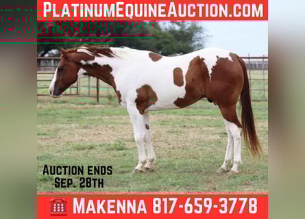 American Quarter Horse, Wallach, 8 Jahre, 155 cm, Tobiano-alle-Farben