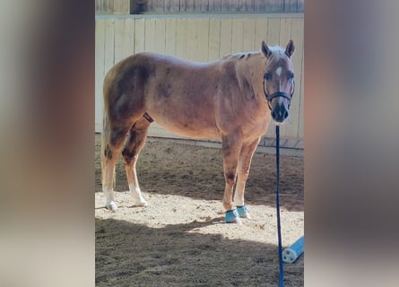 American Quarter Horse, Wallach, 8 Jahre, 156 cm, Palomino