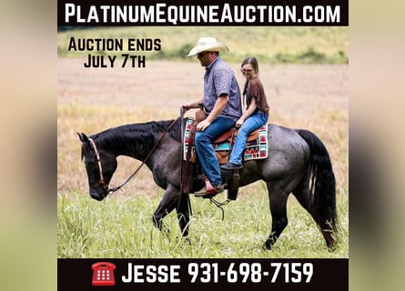 American Quarter Horse, Wallach, 8 Jahre, 157 cm, Roan-Blue