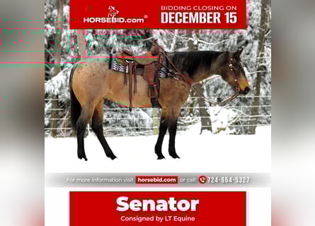 American Quarter Horse, Wallach, 8 Jahre, 160 cm, Buckskin