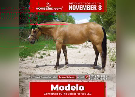 American Quarter Horse, Wallach, 8 Jahre, 160 cm, Buckskin