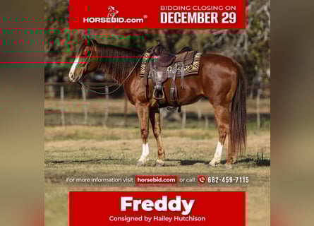 American Quarter Horse, Wallach, 8 Jahre, 160 cm, Dunkelfuchs