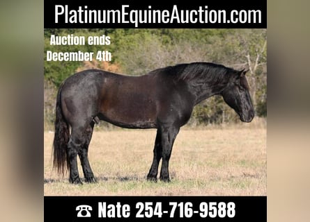 American Quarter Horse, Wallach, 8 Jahre, 160 cm, Roan-Blue