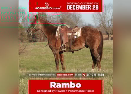 American Quarter Horse, Wallach, 8 Jahre, 160 cm, Roan-Red