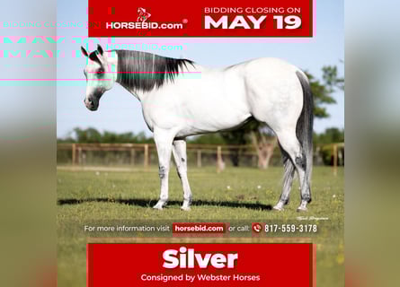 American Quarter Horse Mix, Wallach, 8 Jahre, 163 cm, Apfelschimmel