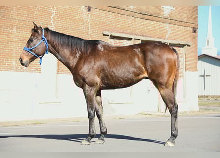 American Quarter Horse Mix, Wallach, 8 Jahre, 163 cm, Dunkelbrauner