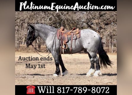American Quarter Horse, Wallach, 8 Jahre, 163 cm, Roan-Blue