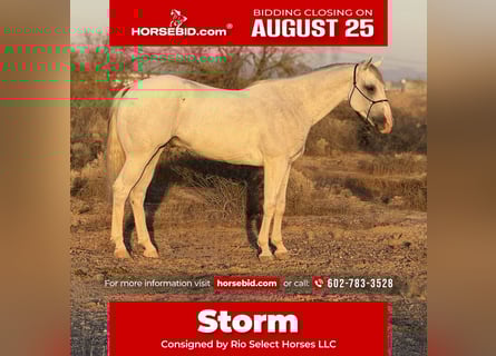 American Quarter Horse, Wallach, 8 Jahre, 163 cm, Schimmel