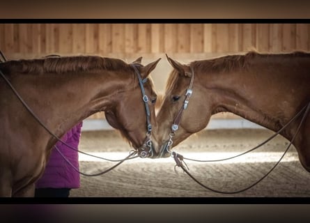 American Quarter Horse, Wallach, 8 Jahre, 165 cm, Fuchs