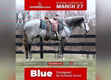 American Quarter Horse, Wallach, 8 Jahre, Apfelschimmel