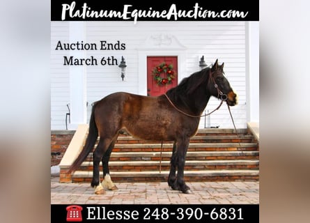 American Quarter Horse, Wallach, 8 Jahre, Dunkelbrauner