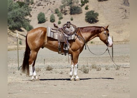 American Quarter Horse, Wallach, 8 Jahre, Dunkelfuchs