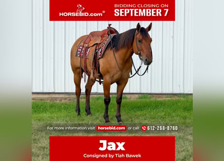 American Quarter Horse, Wallach, 8 Jahre, Falbe