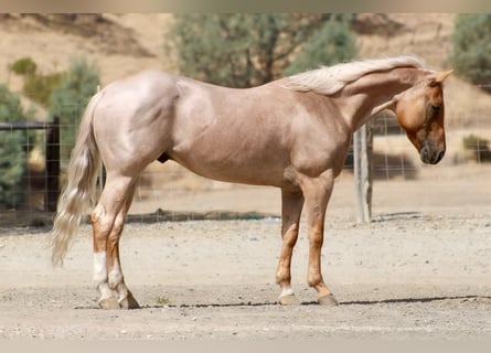 American Quarter Horse, Wallach, 8 Jahre, Palomino