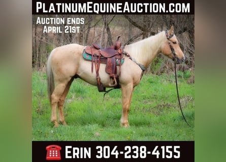 American Quarter Horse, Wallach, 8 Jahre, Palomino