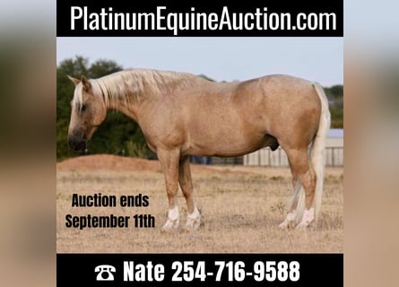 American Quarter Horse, Wallach, 8 Jahre, Palomino