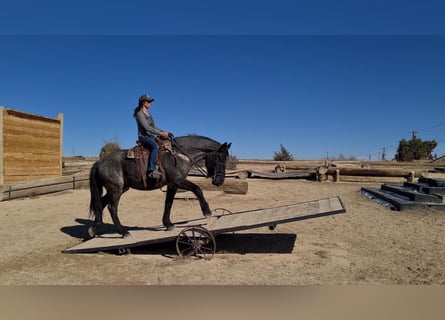 American Quarter Horse, Wallach, 8 Jahre, Roan-Blue