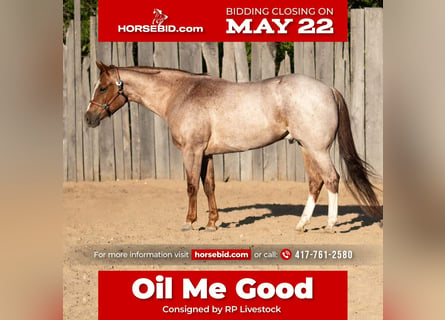 American Quarter Horse, Wallach, 8 Jahre, Roan-Red