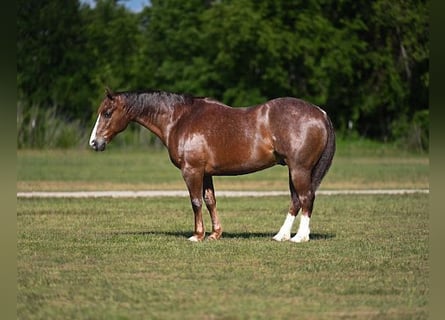 American Quarter Horse, Wallach, 8 Jahre, Rotfuchs