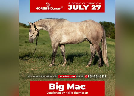 American Quarter Horse, Wallach, 8 Jahre, Schimmel