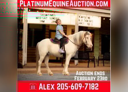 American Quarter Horse, Wallach, 9 Jahre, 122 cm, Roan-Red