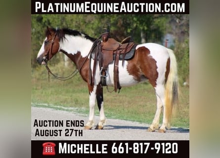 American Quarter Horse, Wallach, 9 Jahre, 122 cm, Tobiano-alle-Farben