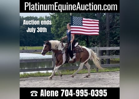 American Quarter Horse, Wallach, 9 Jahre, 142 cm, Rotbrauner