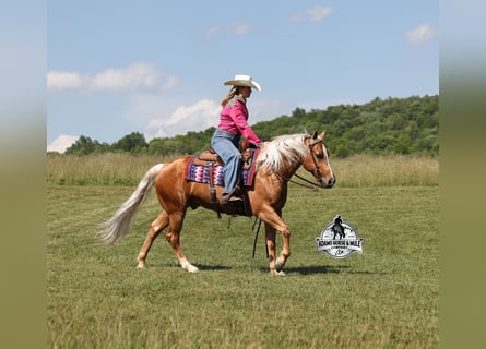 American Quarter Horse, Wallach, 9 Jahre, 142 cm