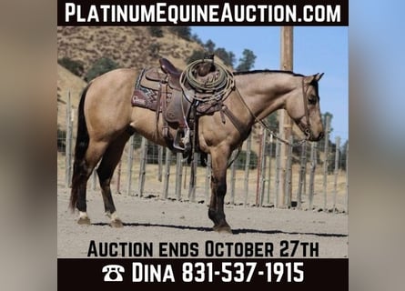 American Quarter Horse, Wallach, 9 Jahre, 147 cm, Buckskin