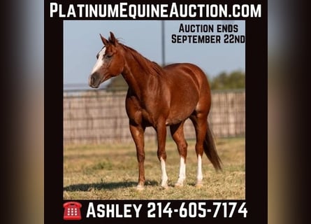 American Quarter Horse, Wallach, 9 Jahre, 147 cm, Dunkelfuchs