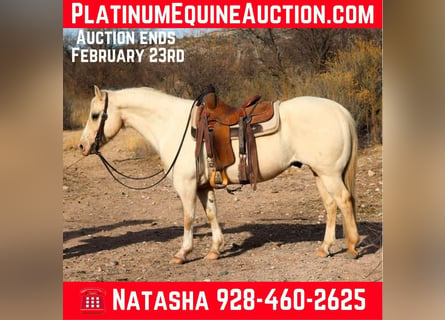 American Quarter Horse, Wallach, 9 Jahre, 147 cm, Palomino