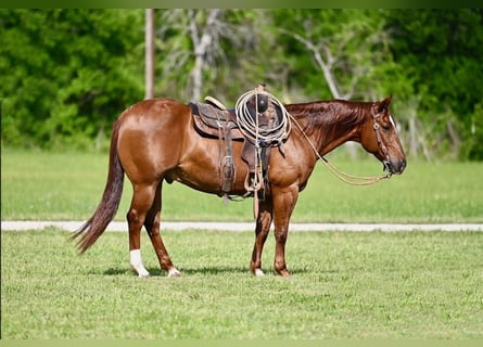 American Quarter Horse, Wallach, 9 Jahre, 147 cm, Rotfuchs