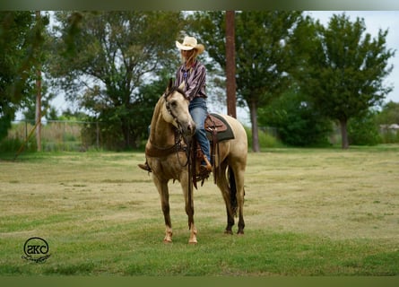 American Quarter Horse, Wallach, 9 Jahre, 150 cm, Buckskin