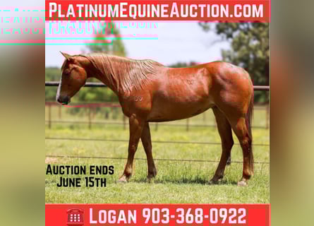 American Quarter Horse, Wallach, 9 Jahre, 150 cm, Dunkelfuchs