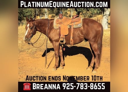 American Quarter Horse, Wallach, 9 Jahre, 150 cm, Dunkelfuchs