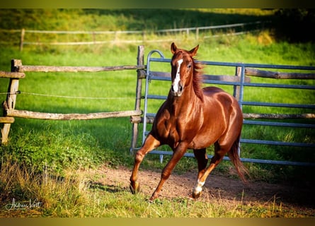 American Quarter Horse, Wallach, 9 Jahre, 150 cm, Fuchs