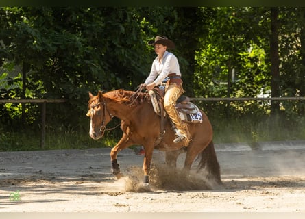 American Quarter Horse, Wallach, 9 Jahre, 150 cm, Fuchs