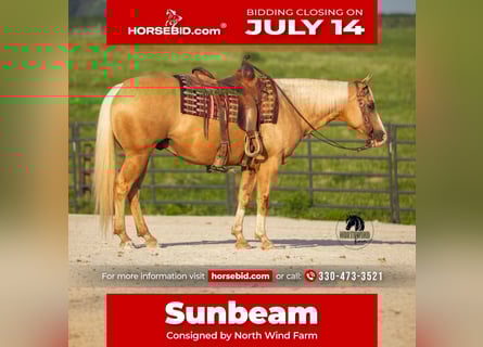 American Quarter Horse, Wallach, 9 Jahre, 150 cm, Palomino
