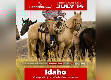 American Quarter Horse, Wallach, 9 Jahre, 150 cm, Palomino